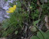 Ranunculus cappadocicus. Цветок. Абхазия, Гудаутский р-н, Мюссерский лесной массив, русло р. Риапши, крутой борт берега. 12.04.2024.