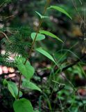 Celastrus orbiculata. Часть побега. Сахалин, Холмский гор. округ, окр. мыса Слепиковского, опушка смешанного леса. 26.08.2023.