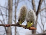 Salix abscondita