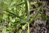 Polygonatum verticillatum
