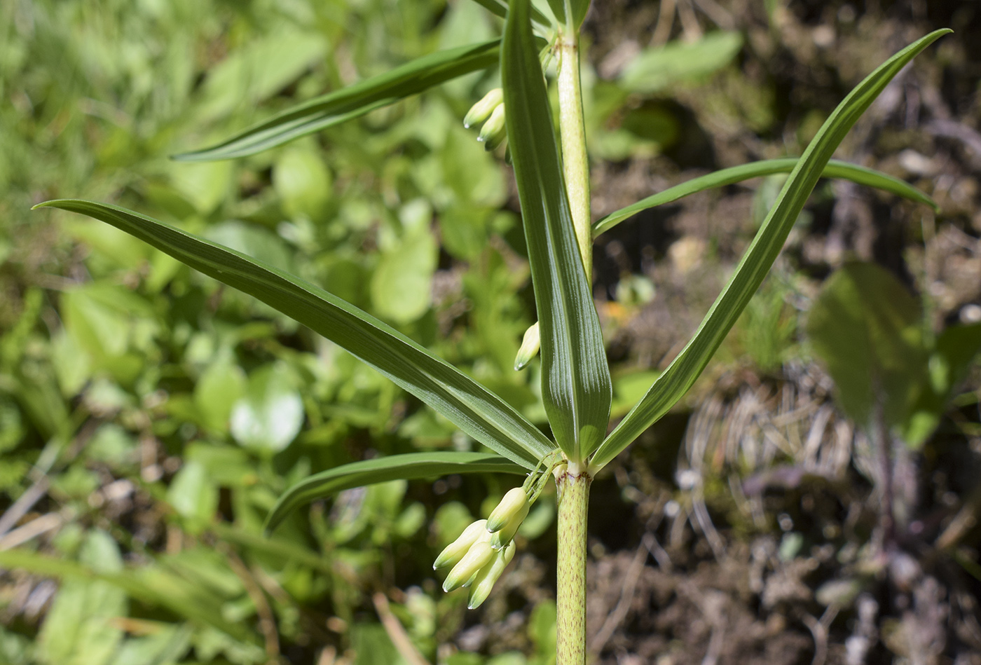 Image of Polygonatum verticillatum specimen.