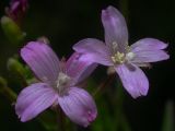 Image of taxon representative. Author is Ростислав Лежоев