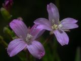 Epilobium parviflorum. Цветы (диаметр венчиков 8 мм). Киев, луг возле Святошинских озёр. 11 июля 2009 г.