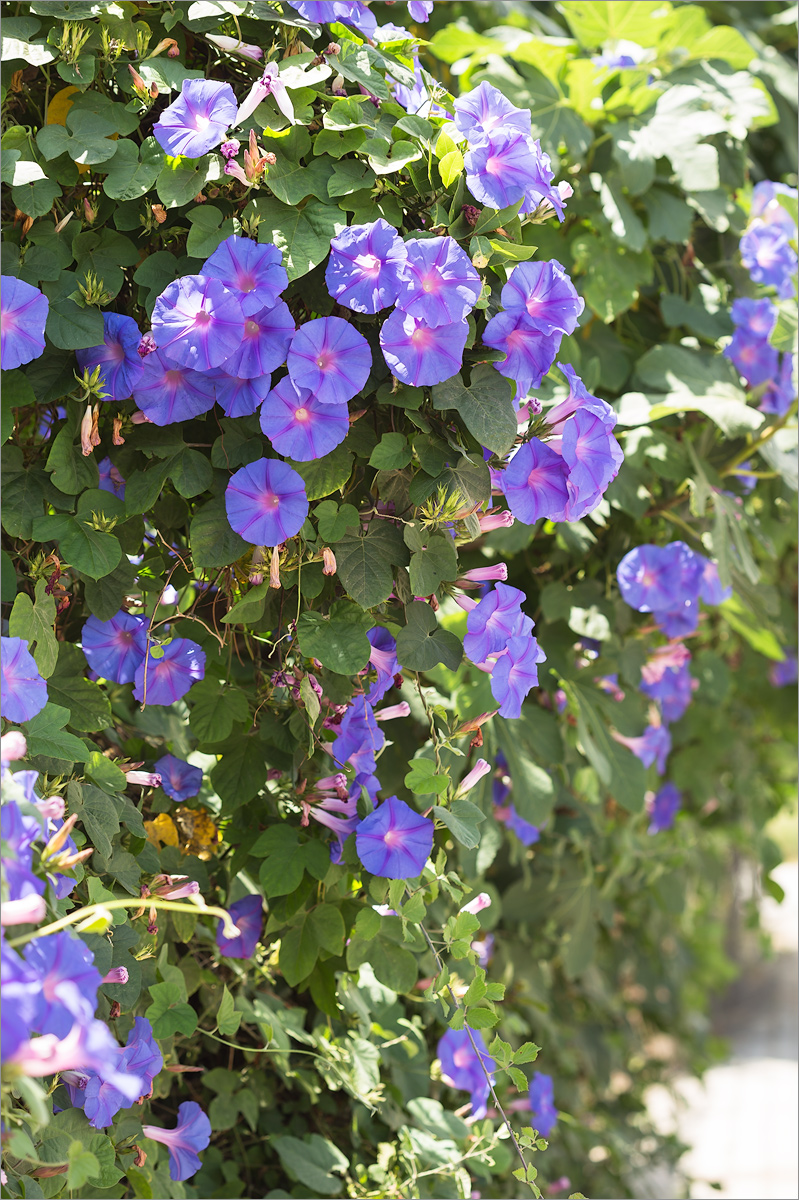 Изображение особи Ipomoea indica.