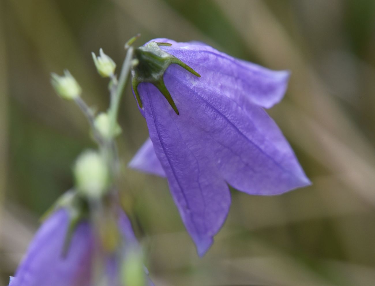 Изображение особи Campanula rotundifolia.