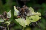 Cirsium oleraceum