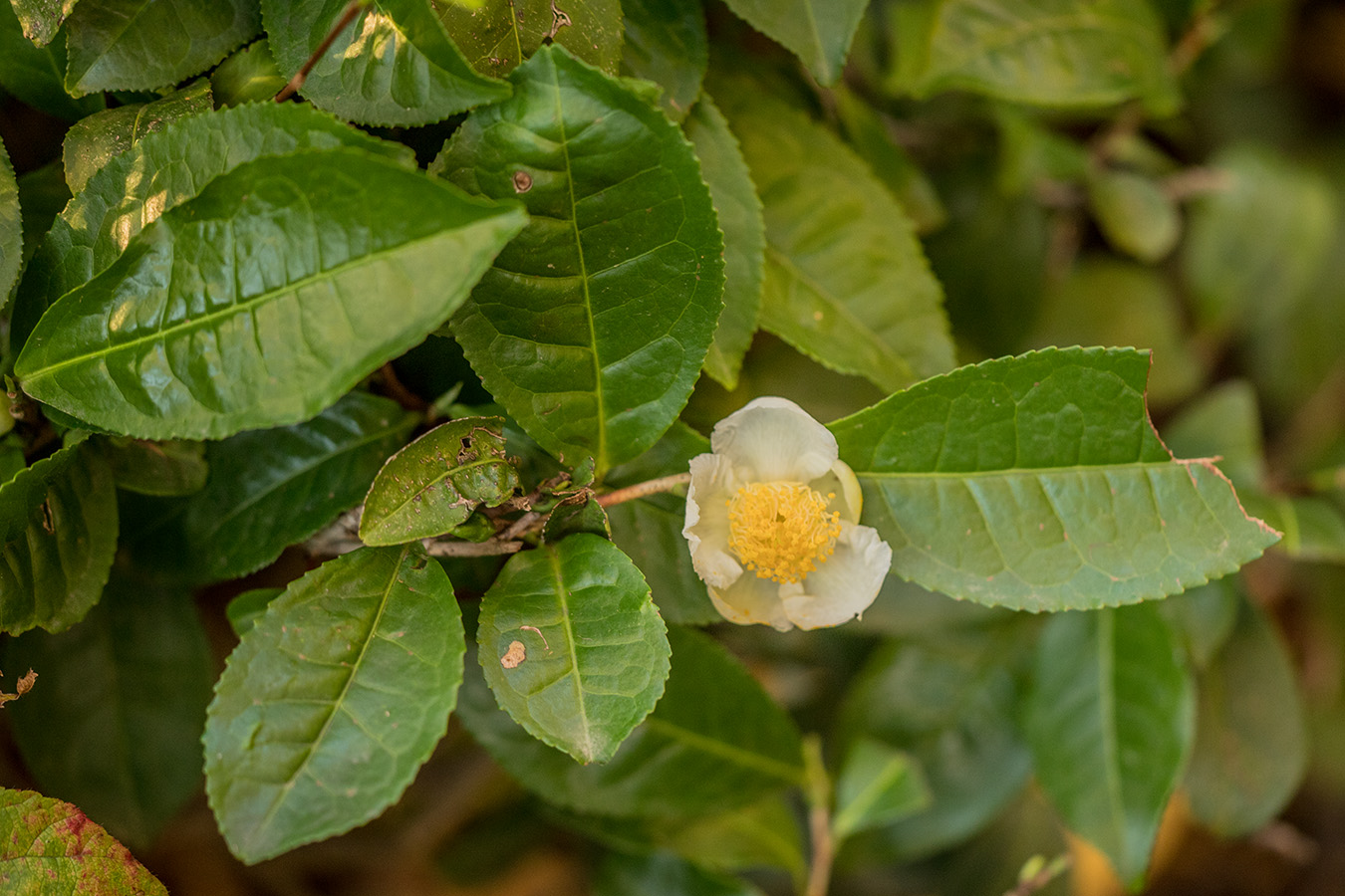 Изображение особи Thea sinensis.