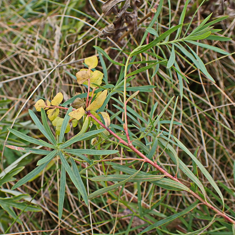 Image of Euphorbia virgata specimen.