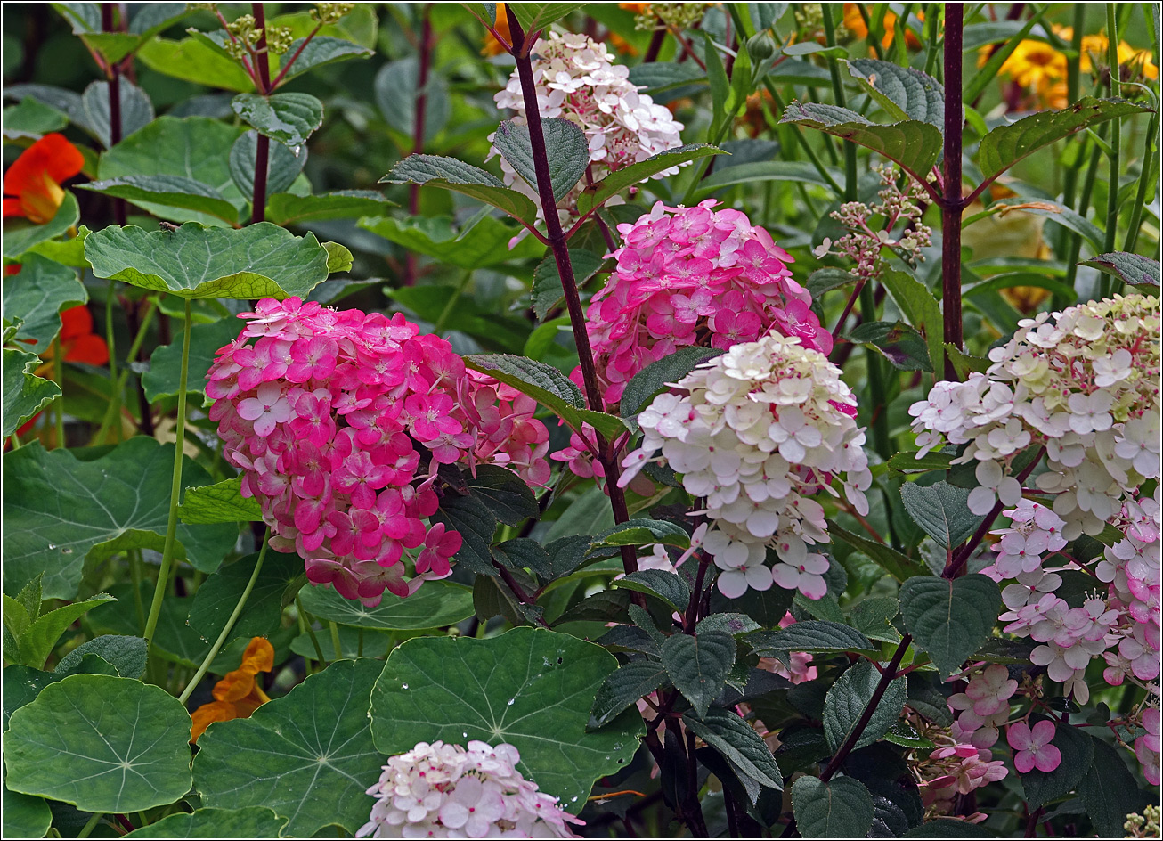Image of Hydrangea paniculata specimen.