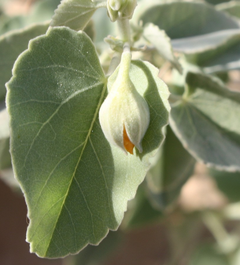 Image of Abutilon fruticosum specimen.