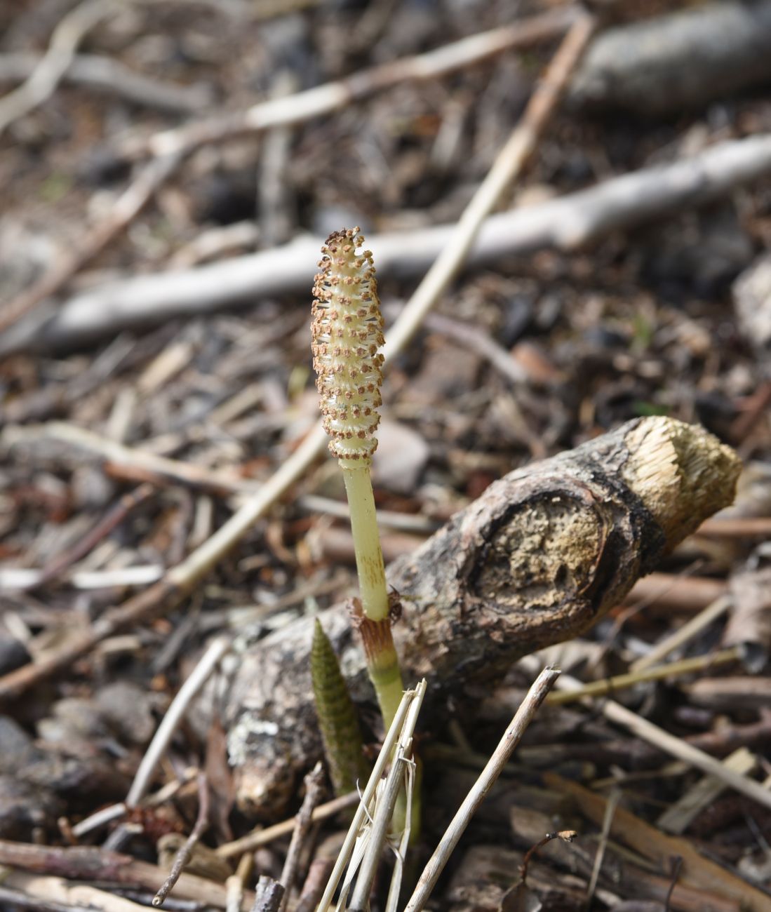Изображение особи Equisetum telmateia.