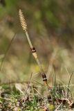 Equisetum arvense