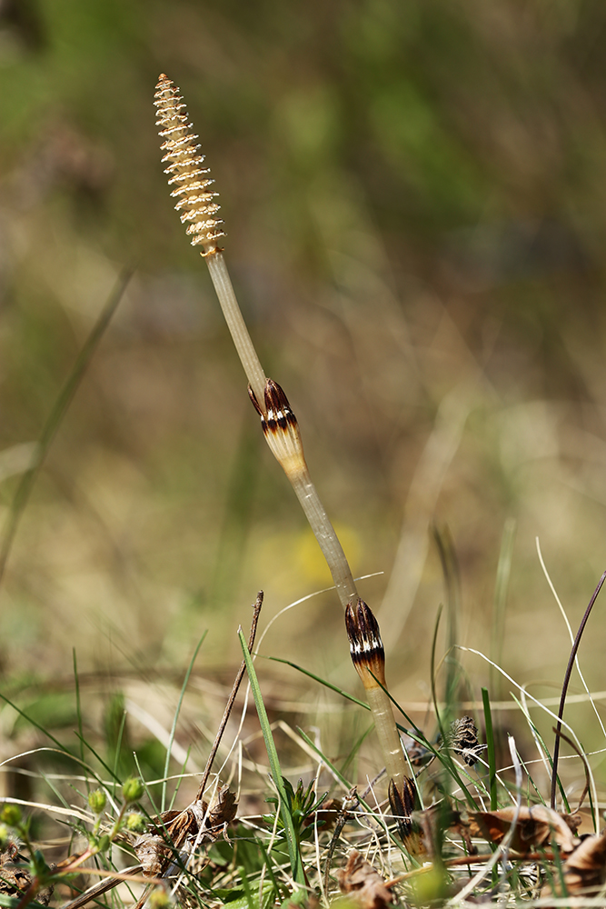 Image of Equisetum arvense specimen.