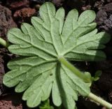 Geranium molle. Лист, вид снизу. Израиль, г. Кирьят-Оно, газон. 19.02.2011.