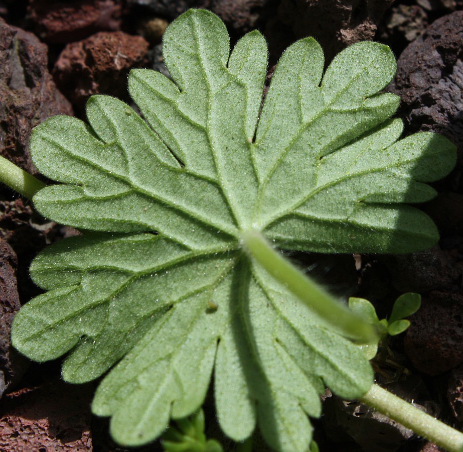 Изображение особи Geranium molle.