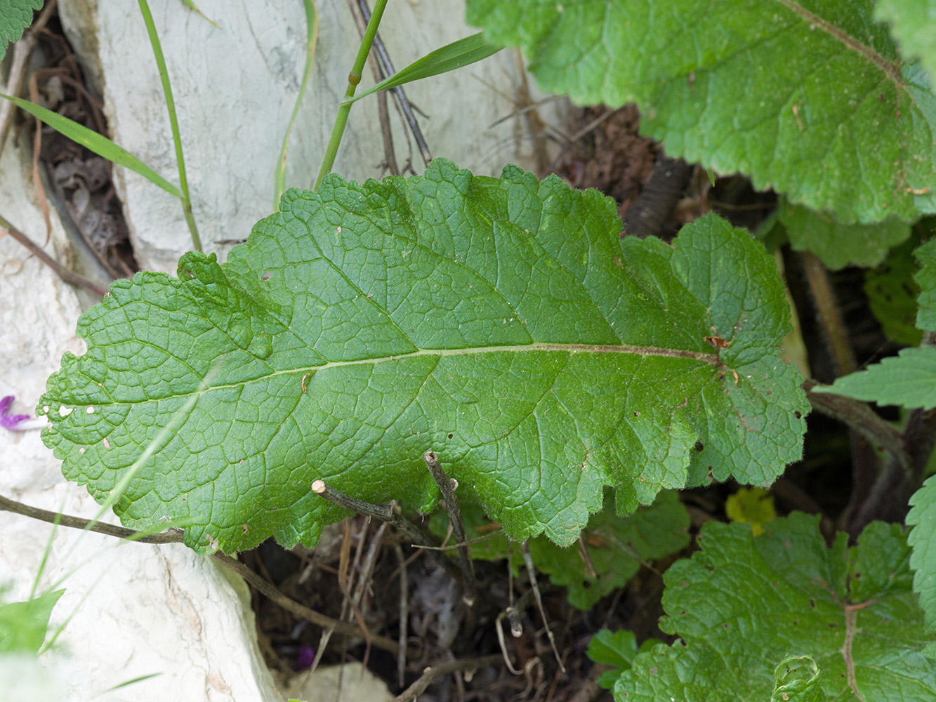 Изображение особи Verbascum spectabile.