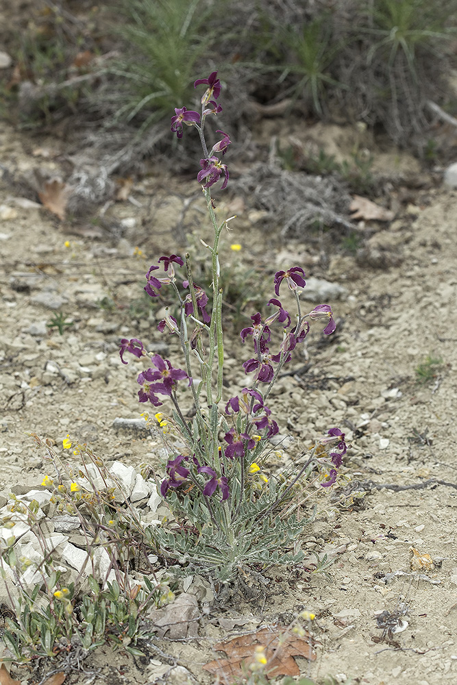 Image of Matthiola odoratissima specimen.