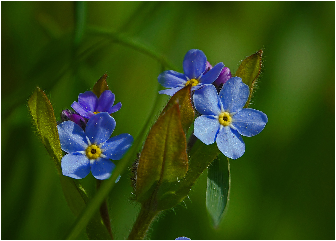 Image of Myosotis sylvatica specimen.