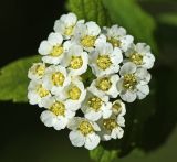 Spiraea turczaninowii