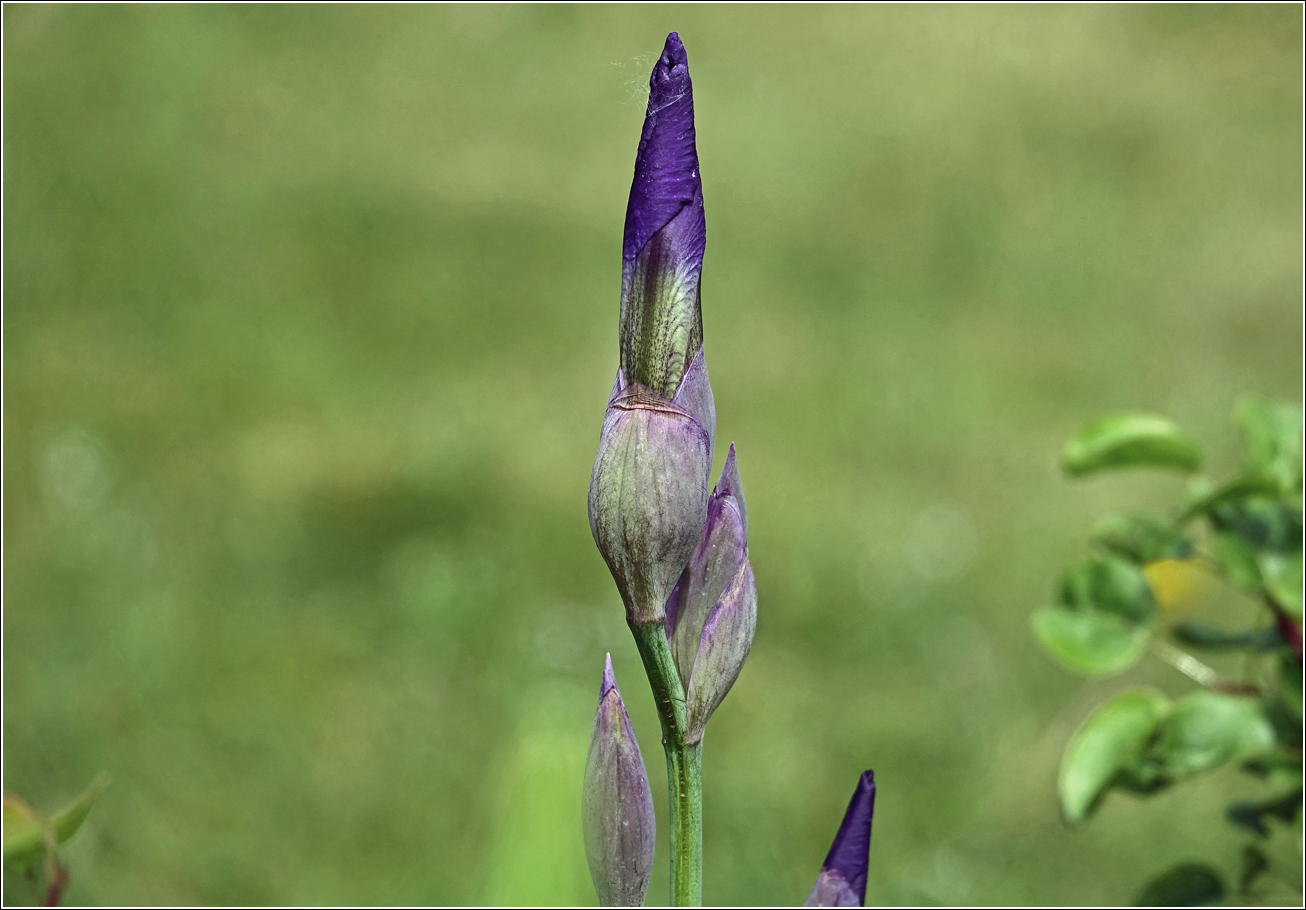 Image of Iris nyaradyana specimen.