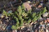 Amaranthus blitoides. Вегетирующее растение. Узбекистан, Ташкентская обл., восточное побережье Туябугузского водохранилища, на галечнике. 07.10.2021.