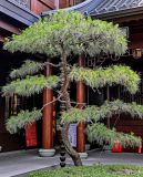 Pinus tabuliformis