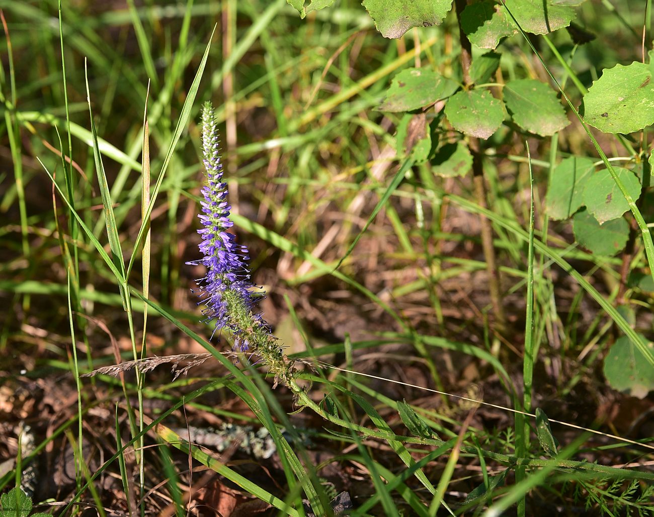 Изображение особи Veronica spicata.