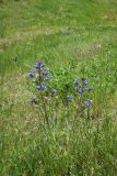 genus Anchusa