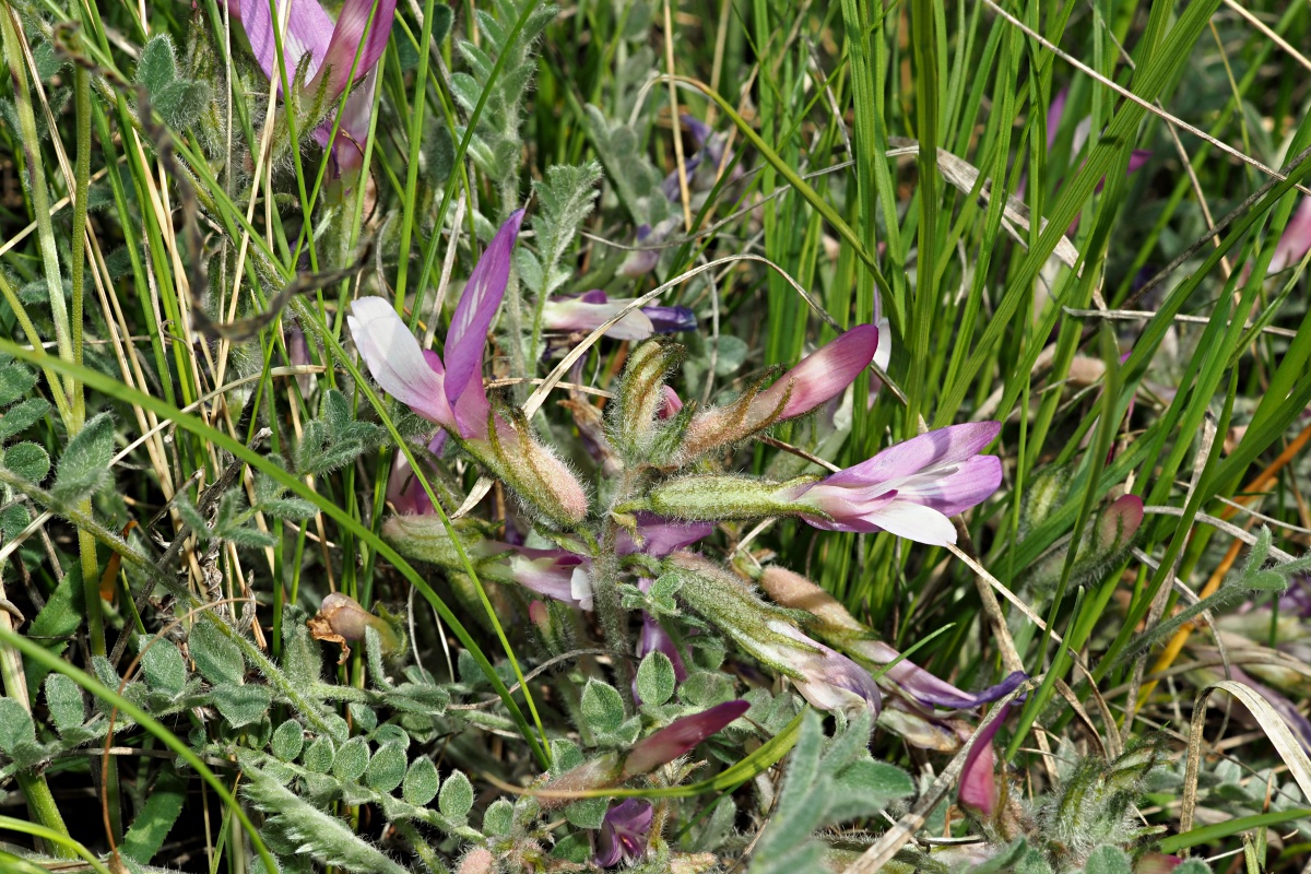 Image of Astragalus testiculatus specimen.