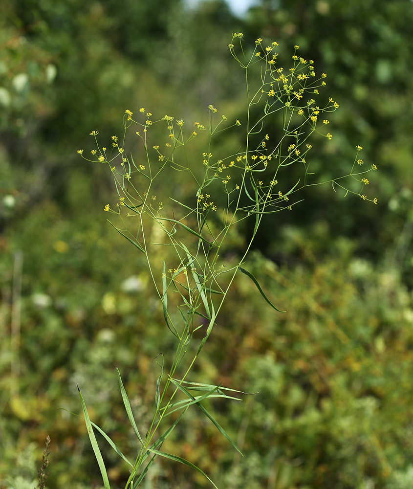 Изображение особи Bupleurum scorzonerifolium.
