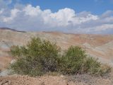Arthrophytum balchaschense. Плодоносящее растение. Казахстан, Жетысуская обл., Панфиловский р-н, отроги Джунгарского Алатау, горы Долонтау, пестроцветы. 19 сентября 2025 г.