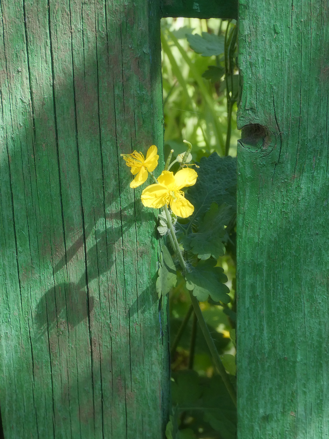 Изображение особи Chelidonium majus.