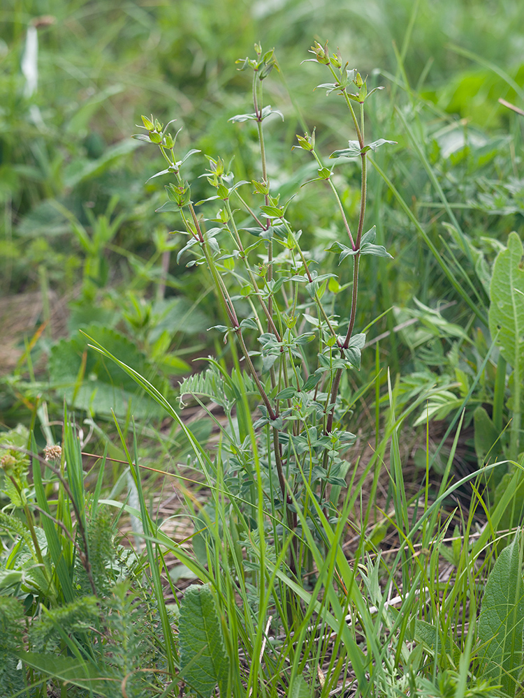 Изображение особи Galium valantioides.