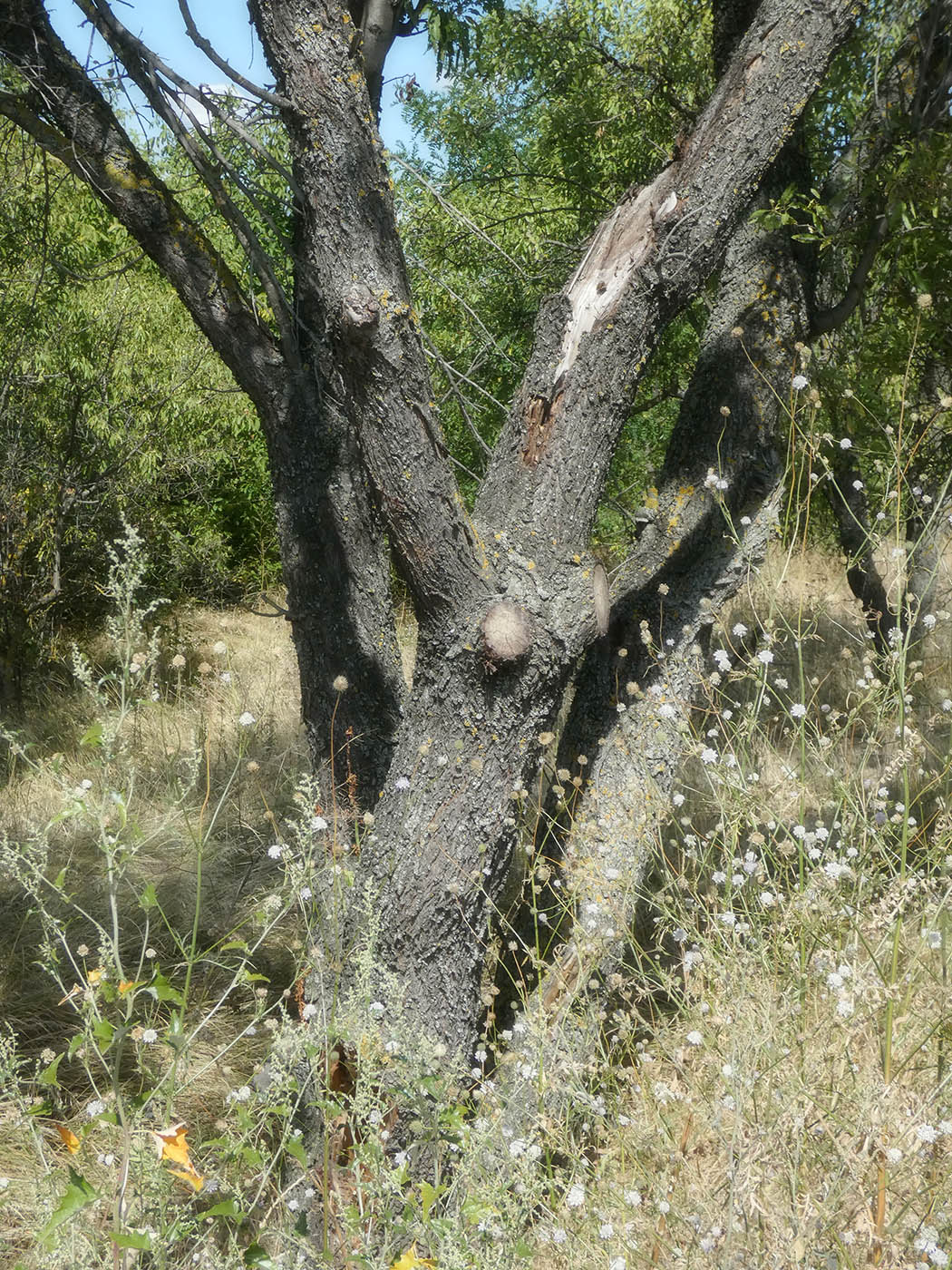 Изображение особи Amygdalus communis.