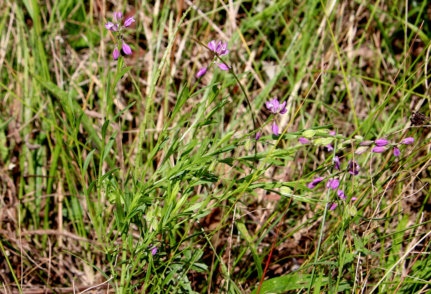Изображение особи Polygala comosa.