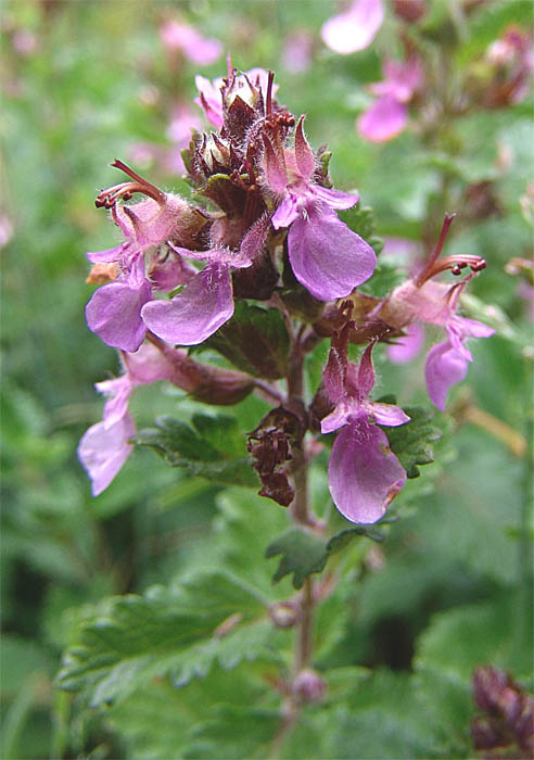 Изображение особи Teucrium chamaedrys.