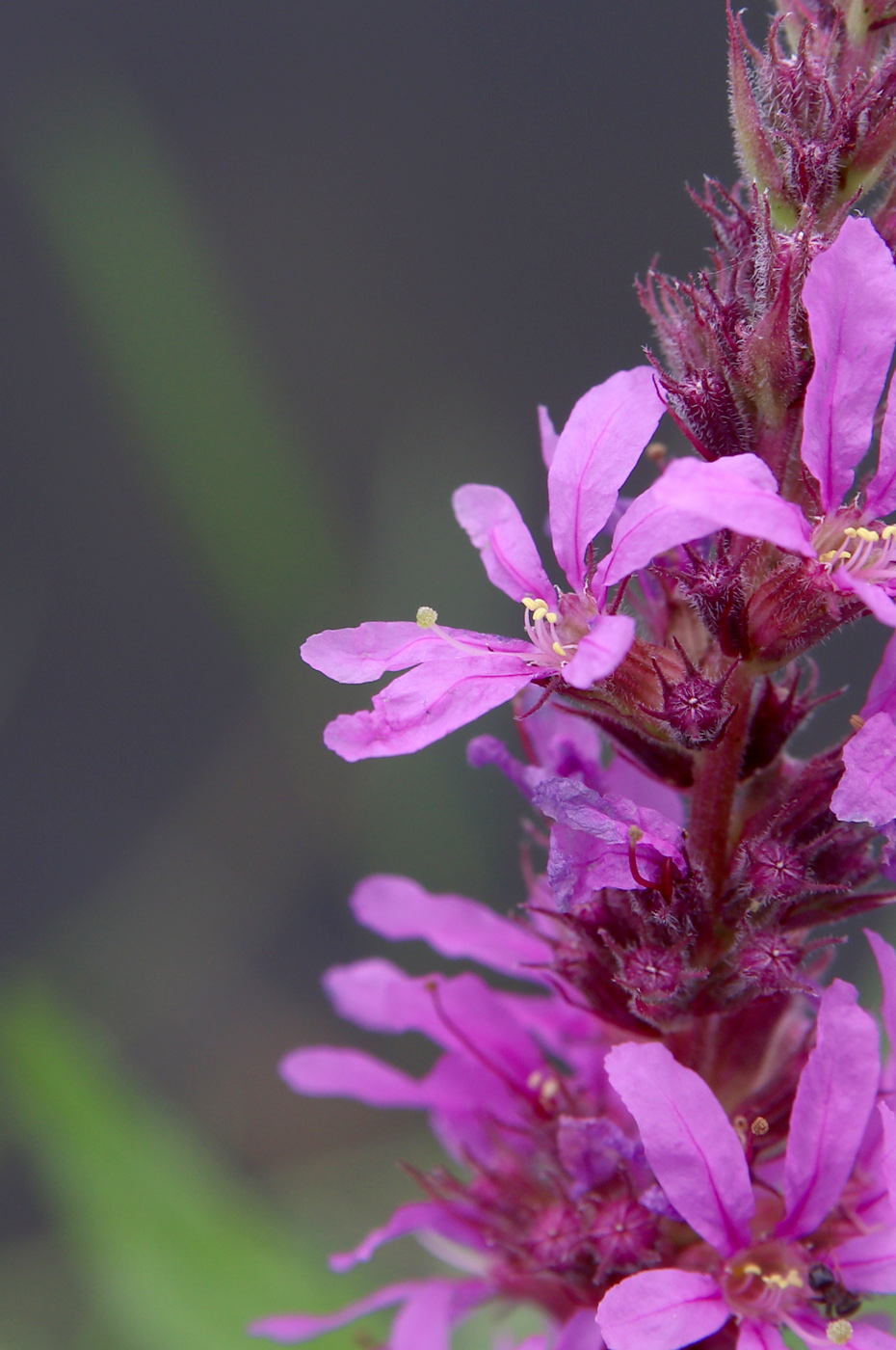 Image of Lythrum salicaria specimen.