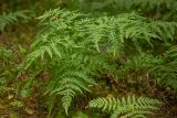 Pteridium pinetorum. Вегетирующие растения. Карелия, Прионежский р-н, окр. г. Петрозаводск, хвойный лес. 22.08.2025.