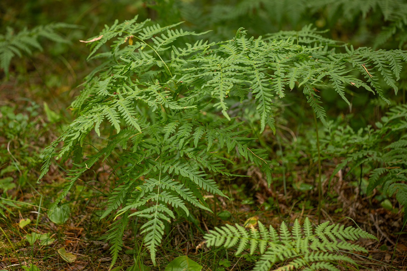 Image of Pteridium pinetorum specimen.