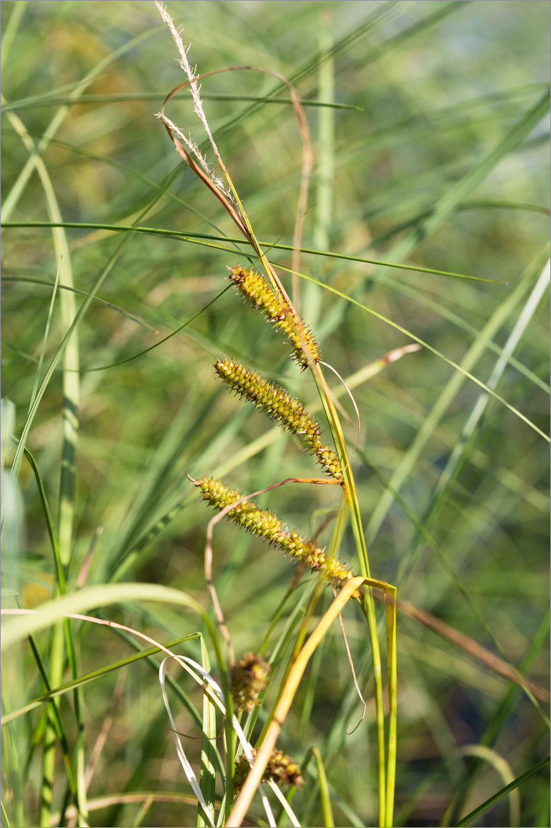 Изображение особи Carex rostrata.