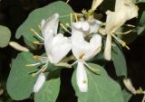 Lonicera nummulariifolia. Цветки и листья. Узбекистан, Кашкадарьинская обл., Китабский р-н, Китабский Государственный геологический запов., ≈ 1300 м н.у.м., глинистый склон. 20.05.2024.