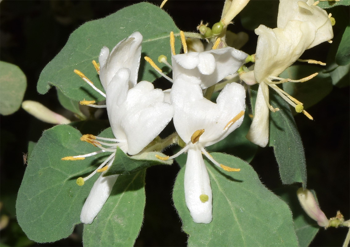 Изображение особи Lonicera nummulariifolia.