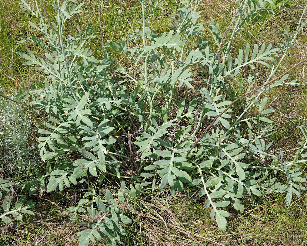 Image of Rhaponticoides ruthenica specimen.