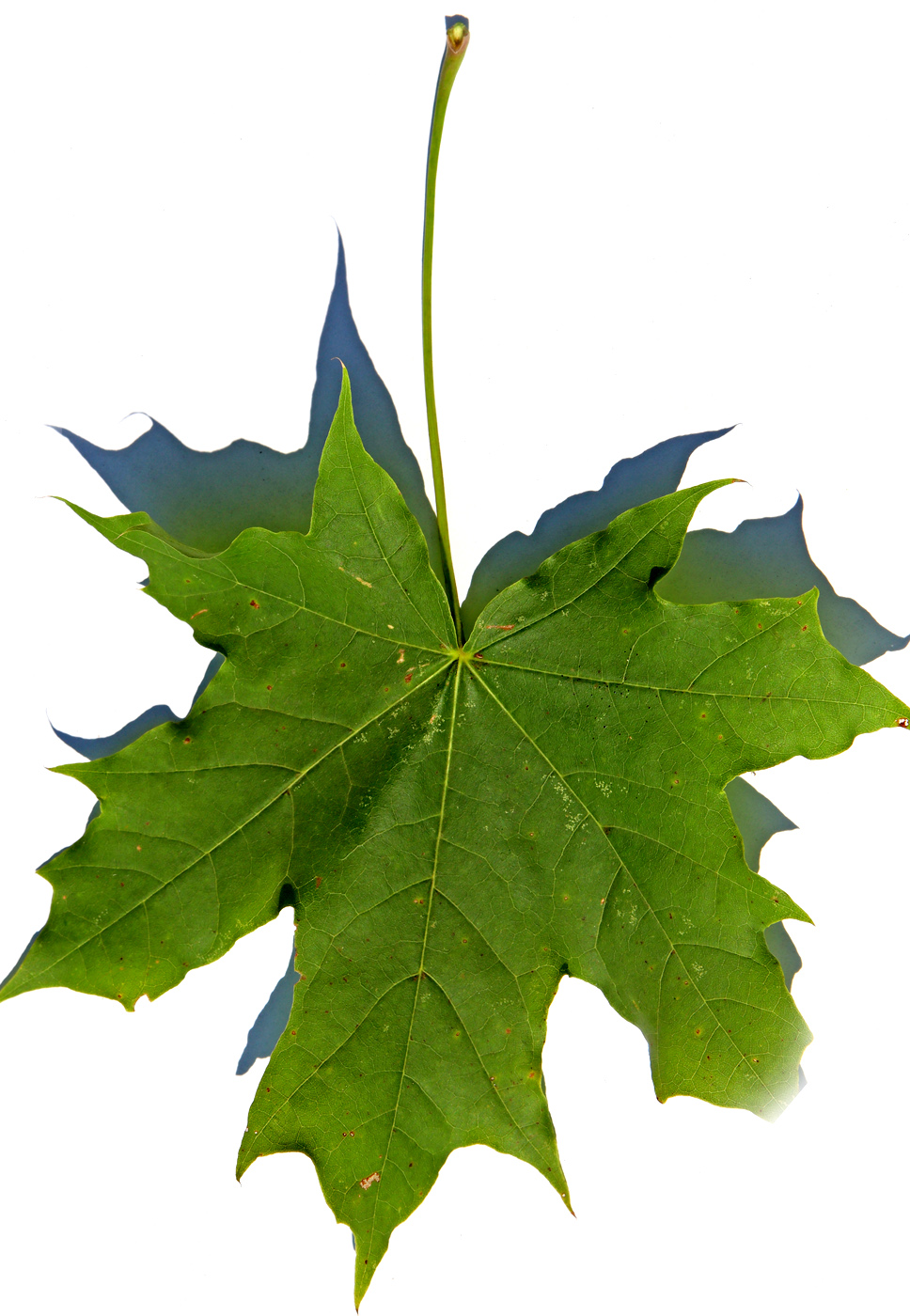 Изображение особи Acer platanoides.