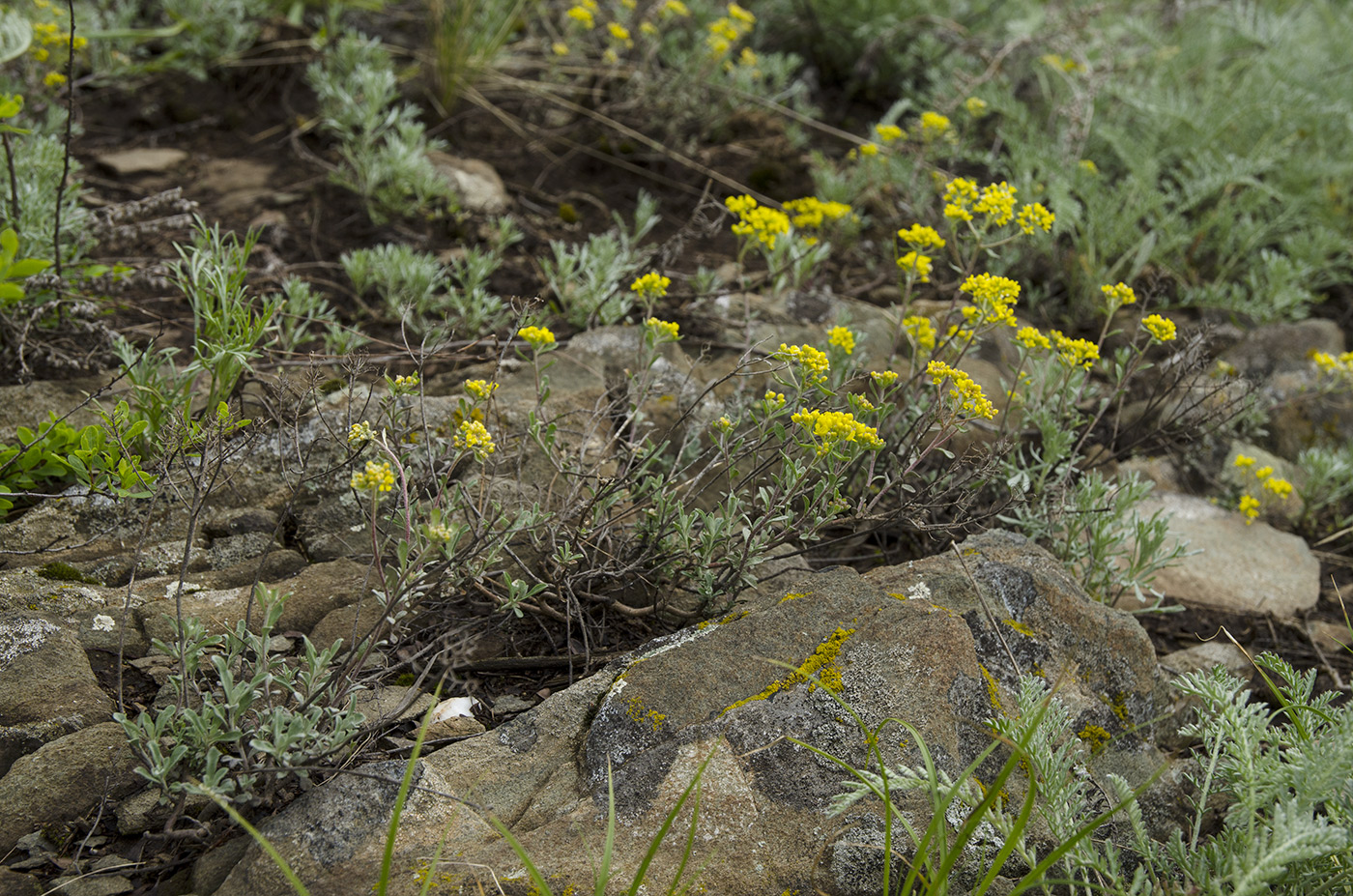 Изображение особи род Odontarrhena.