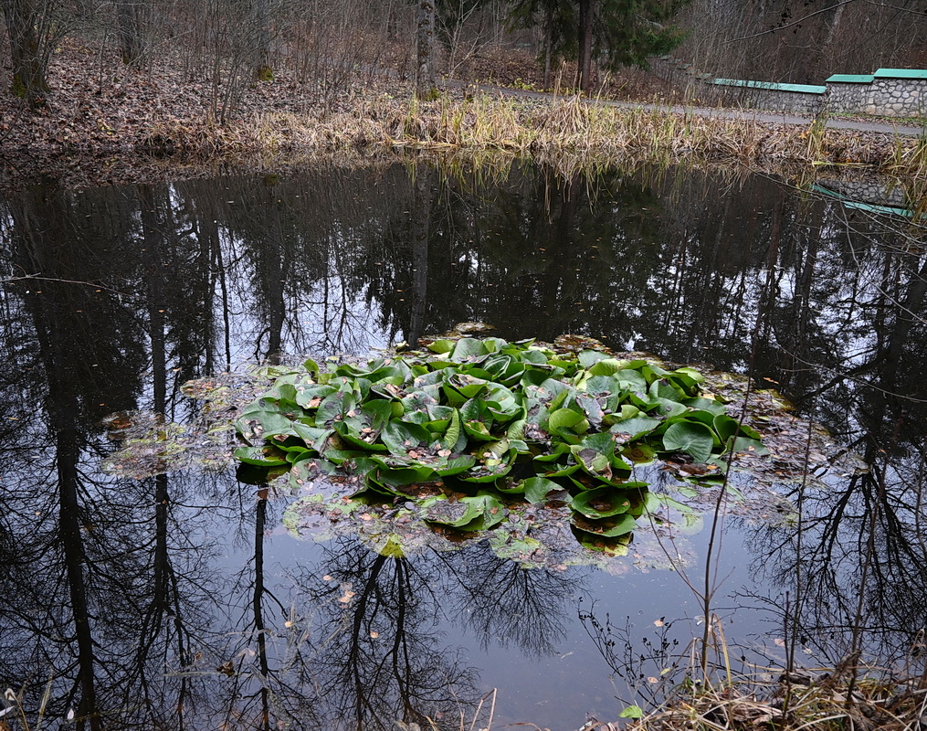 Image of Unknown species specimen.