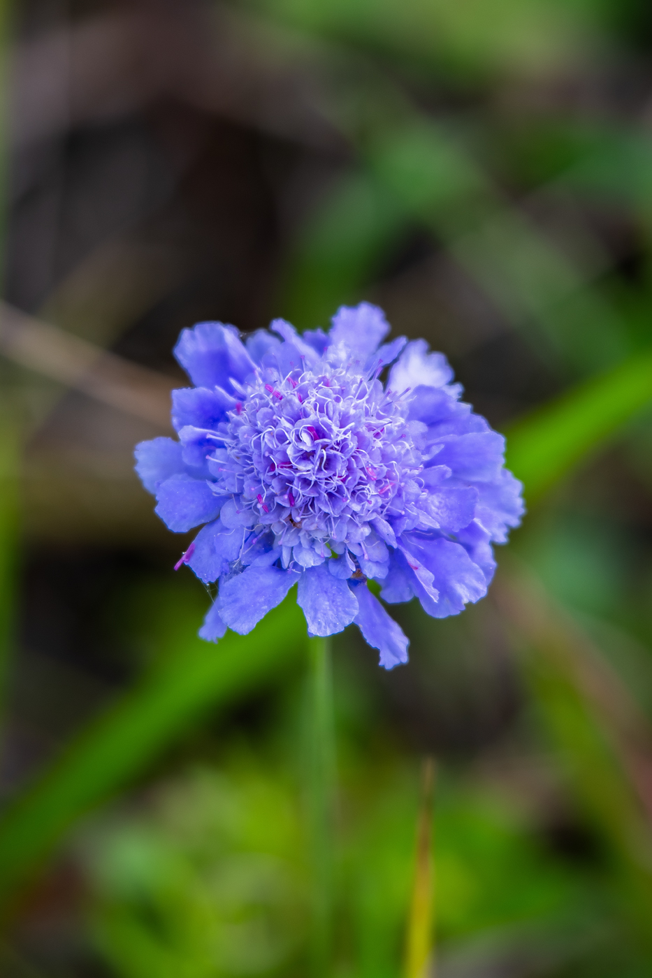 Изображение особи Scabiosa lachnophylla.