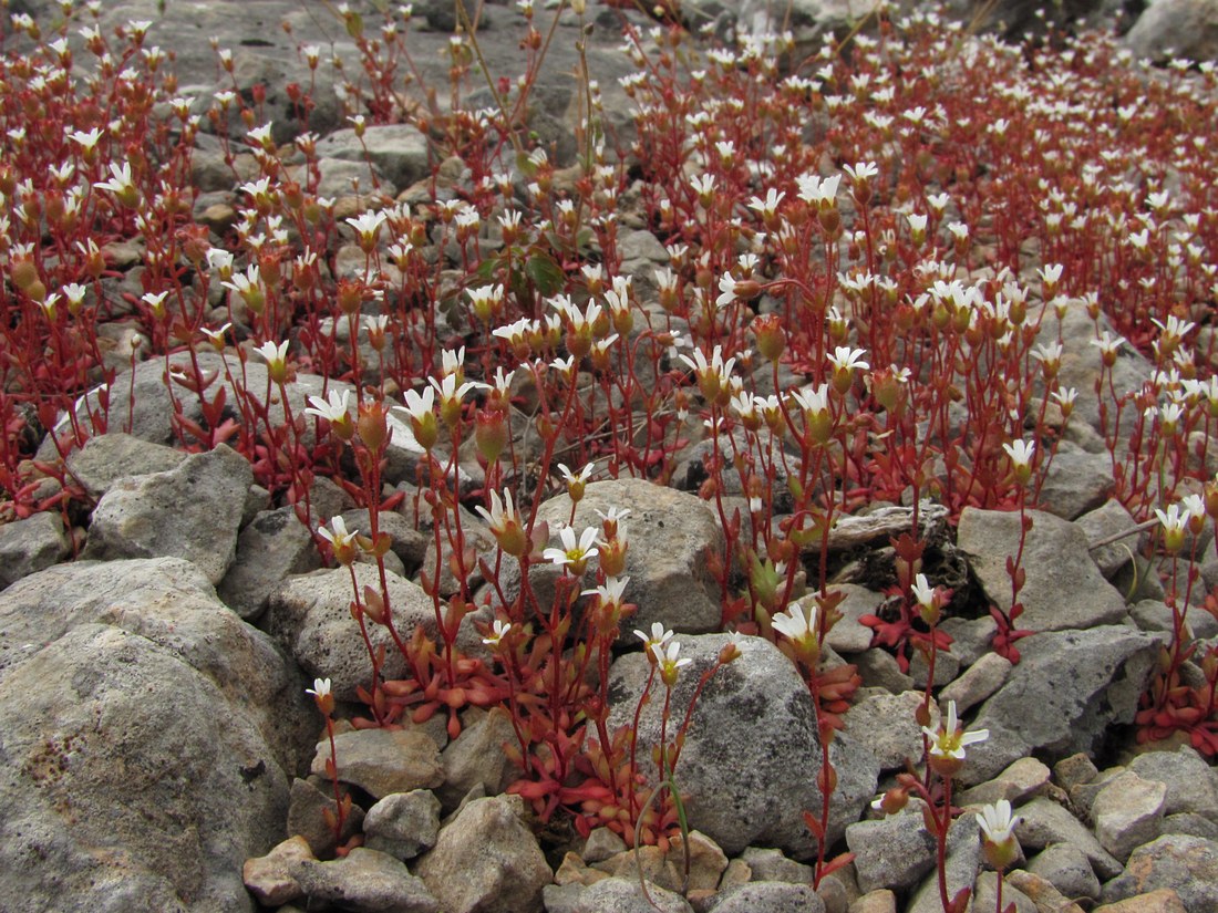 Изображение особи Saxifraga tridactylites.