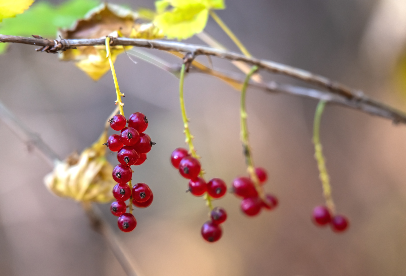 Изображение особи Ribes mandshuricum.