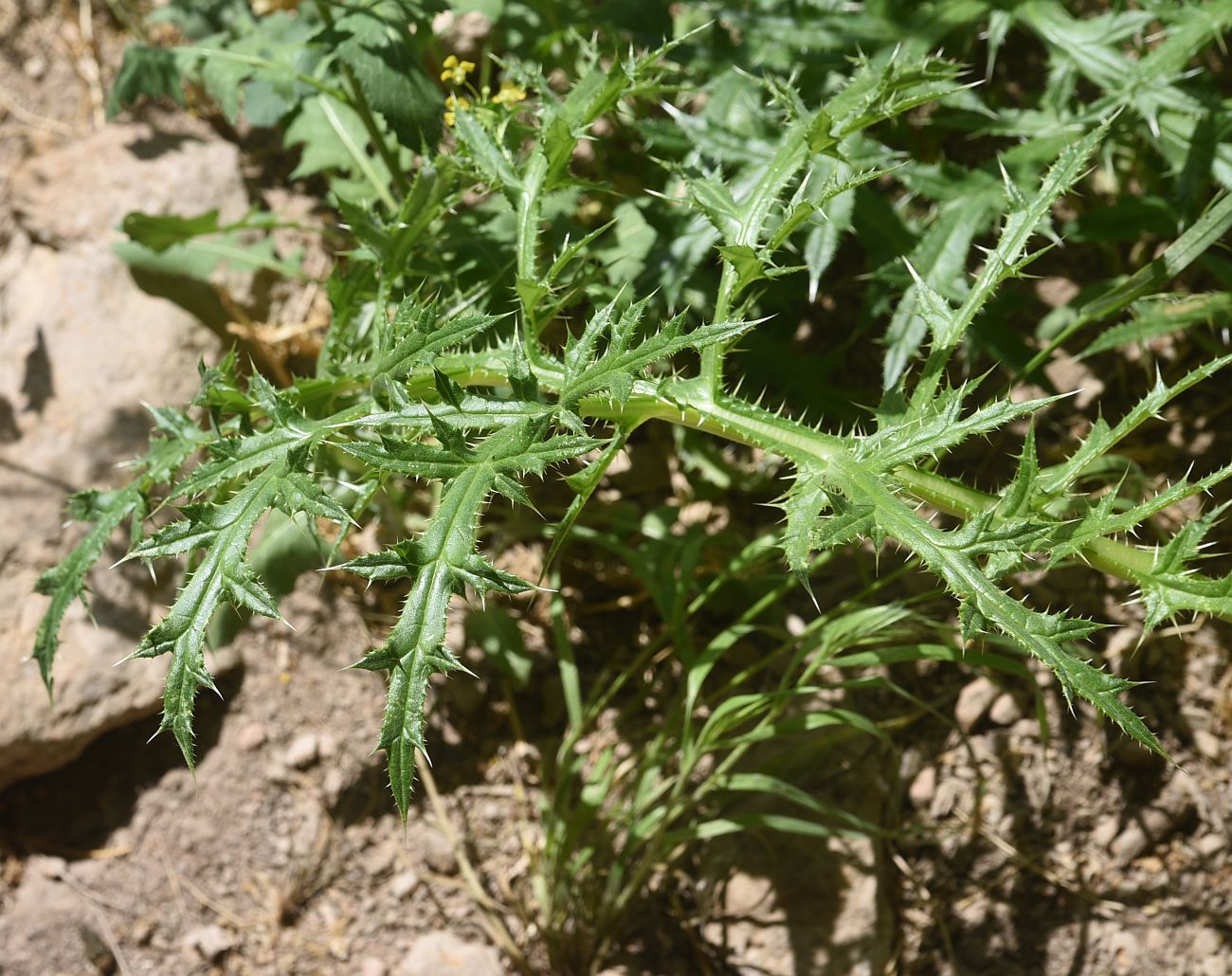 Image of Unknown species specimen.